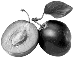 ciruela